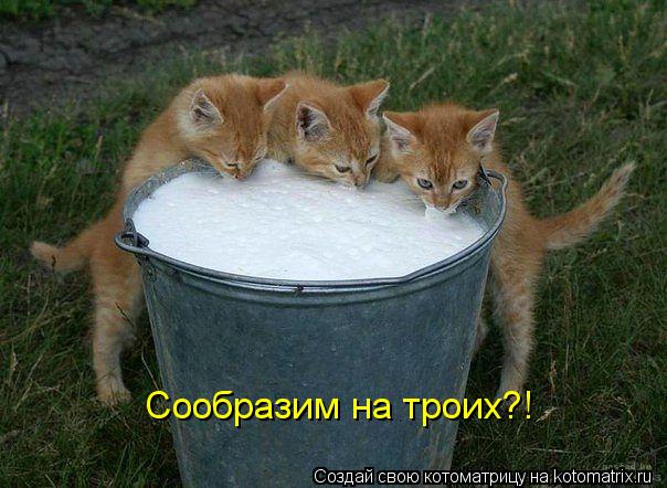 Сообразим на троих?!... Котоматрица: Сообразим на троих?!