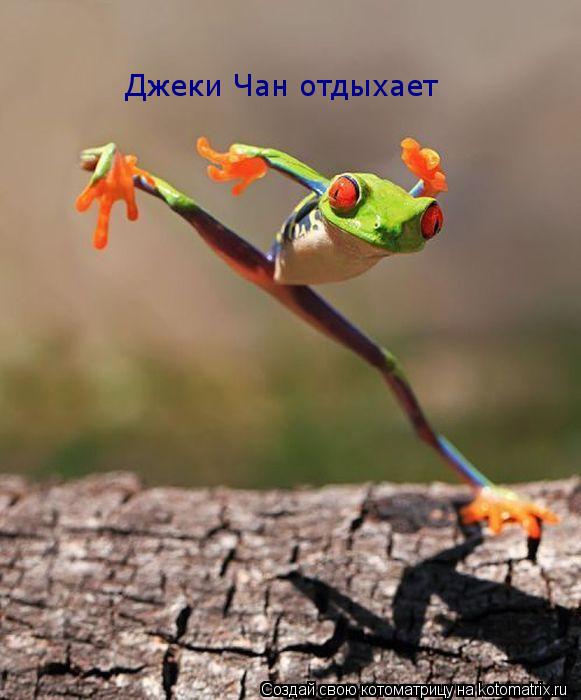 Джеки Чан отдыхает... Котоматрица: Джеки Чан отдыхает
