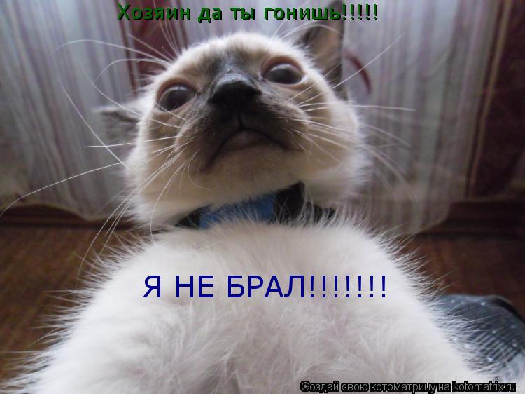 Котоматрица: Хозяин да ты гонишь!!!!! Я НЕ БРАЛ!!!!!!!