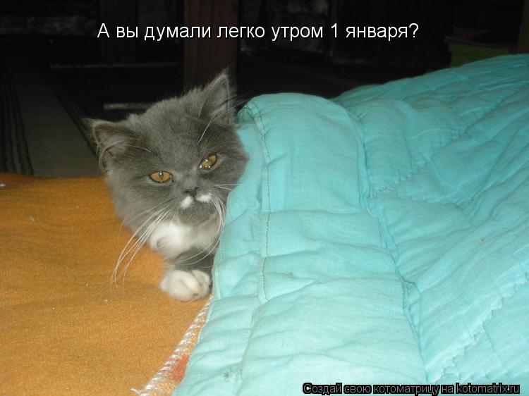 А вы думали легко утром 1 января?... Котоматрица: А вы думали легко утром 1 января?