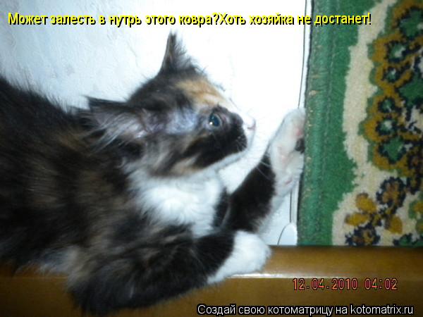 Может залесть в нутрь этого ковра?Хоть хозяйка не достанет!... Котоматрица: Может залесть в нутрь этого ковра?Хоть хозяйка не достанет!