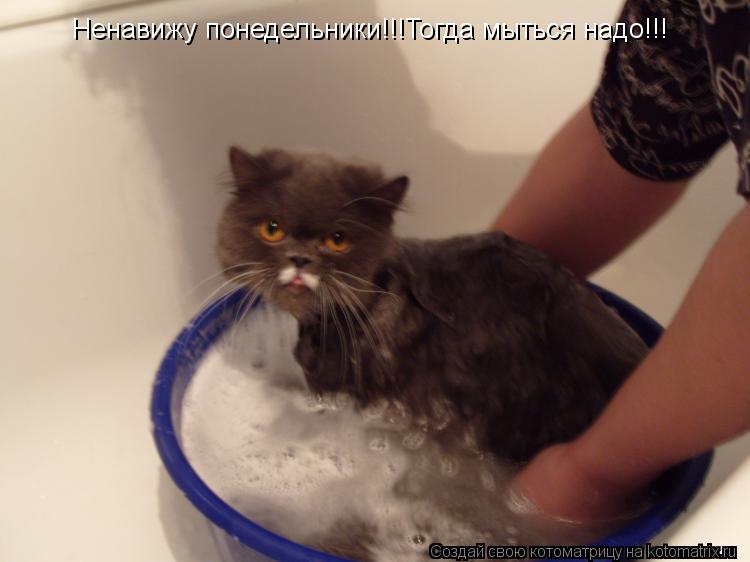 Ненавижу понедельники!!!Тогда мыться надо!!!... Котоматрица: Ненавижу понедельники!!!Тогда мыться надо!!!