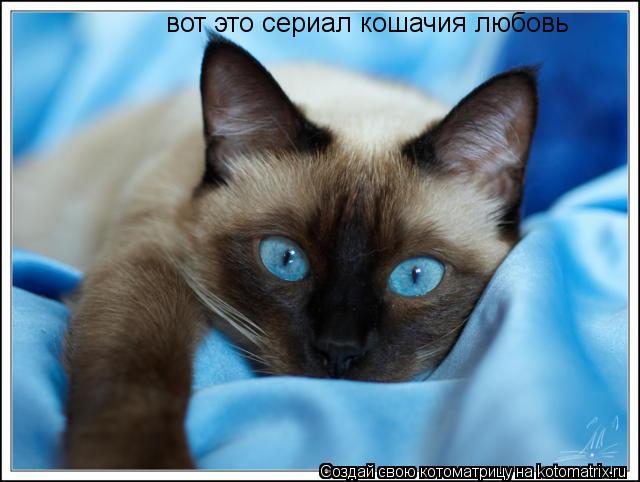 вот это сериал кошачия любовь... Котоматрица: вот это сериал кошачия любовь