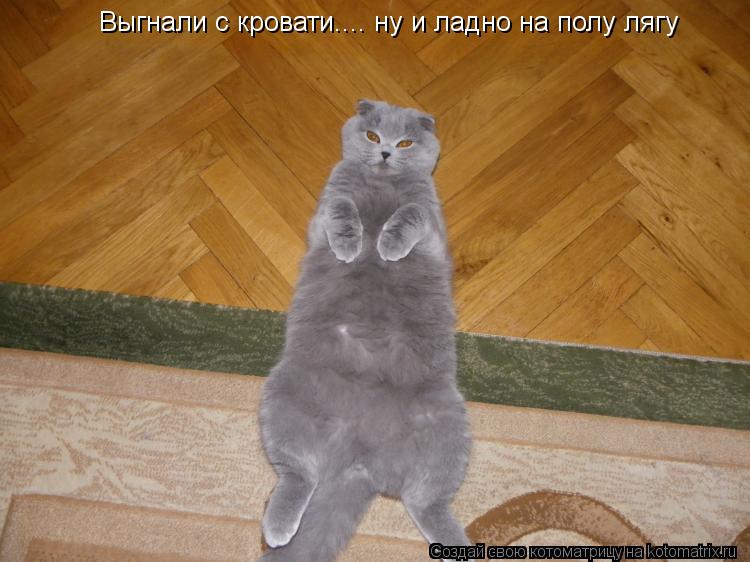 Выгнали с кровати.... ну и ладно на полу лягу... Котоматрица: Выгнали с кровати.... ну и ладно на полу лягу
