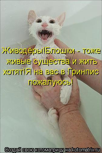 Живодёры!Блошки - тоже живые существа и жить хотят!Я на вас в Гринпис пожалуюсь!... Котоматрица: Живодёры!Блошки - тоже живые существа и жить хотят!Я на вас в Гринпис пожалуюсь!