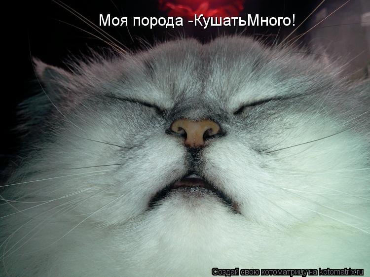Моя порода -КушатьМного!... Котоматрица: Моя порода -КушатьМного!
