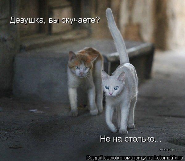 Девушка, вы скучаете? Не на столько...... Котоматрица: Девушка, вы скучаете? Не на столько...