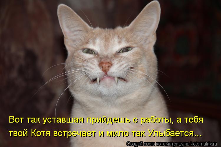 Котоматрица: Вот так уставшая прийдешь с работы, а тебя    твой Котя встречает и мило так Улыбается...