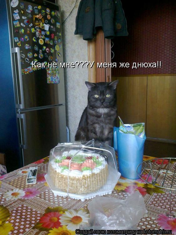 Как не мне???У меня же днюха!!... Котоматрица: Как не мне???У меня же днюха!!