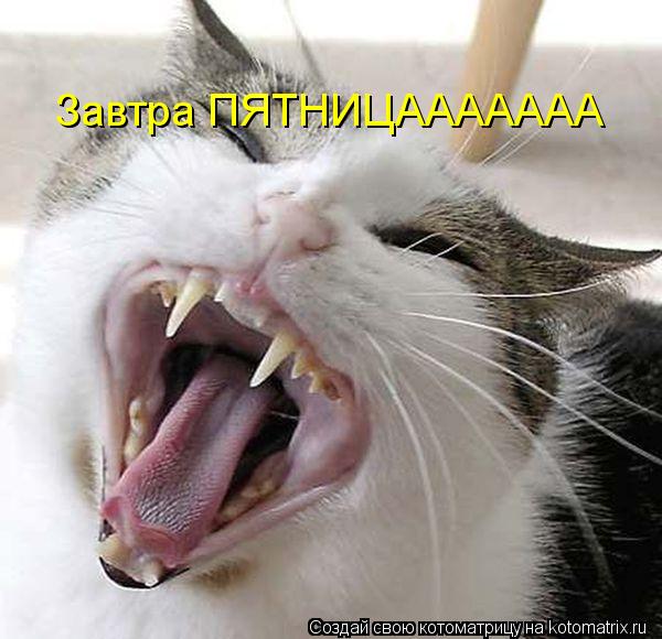 Завтра ПЯТНИЦААААААА... Котоматрица: Завтра ПЯТНИЦААААААА
