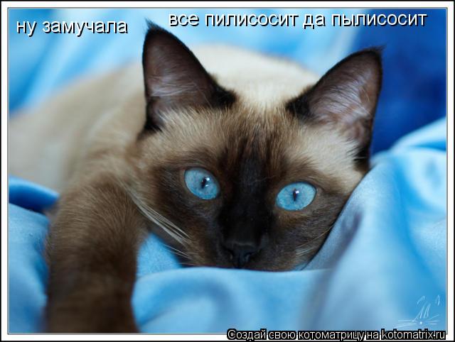 ну замучала все пилисосит да пылисосит... Котоматрица: ну замучала все пилисосит да пылисосит