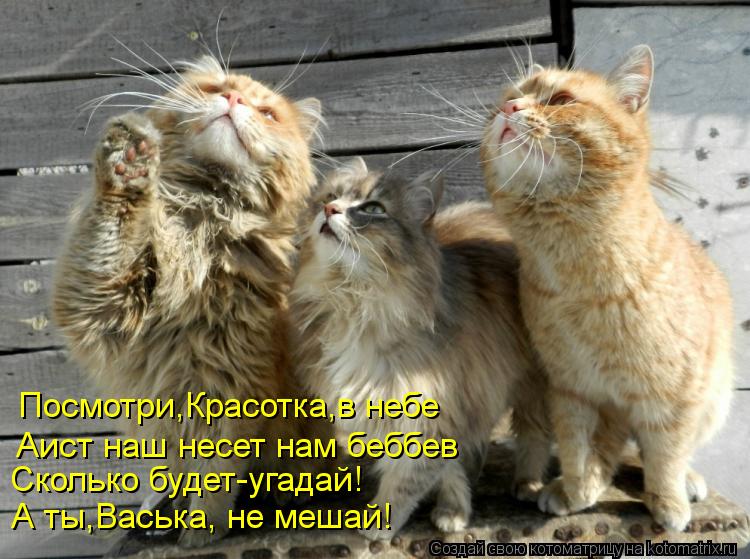 Посмотри,Красотка,в небе Аист наш несет нам беббев Сколько будет-угадай! А ты,Васька, не мешай!... Котоматрица: Посмотри,Красотка,в небе Аист наш несет нам беббев Сколько будет-угадай! А ты,Васька, не мешай!