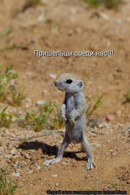 Пришельцы среди нас!!!... Котоматрица: Пришельцы среди нас!!!