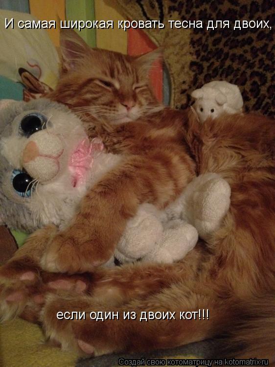 И самая широкая кровать тесна для двоих, если один из этих двоих - кот! И самая широкая кровать тесна... Котоматрица: И самая широкая кровать тесна для двоих, если один из этих двоих - кот! И самая широкая кровать тесна для двоих, если один из двоих кот!!!