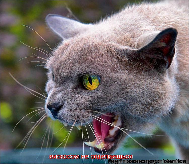 вискосом не отделаешься вискосом не отделаешься... Котоматрица: вискосом не отделаешься вискосом не отделаешься