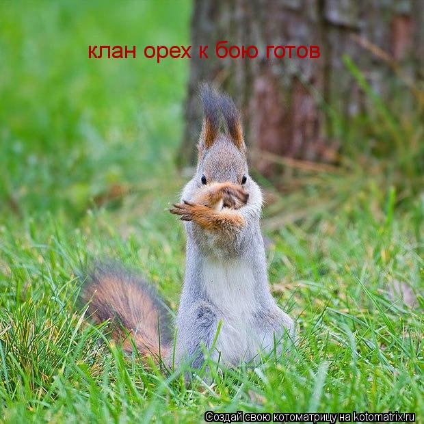 Котоматрица: клан орех к бою готов