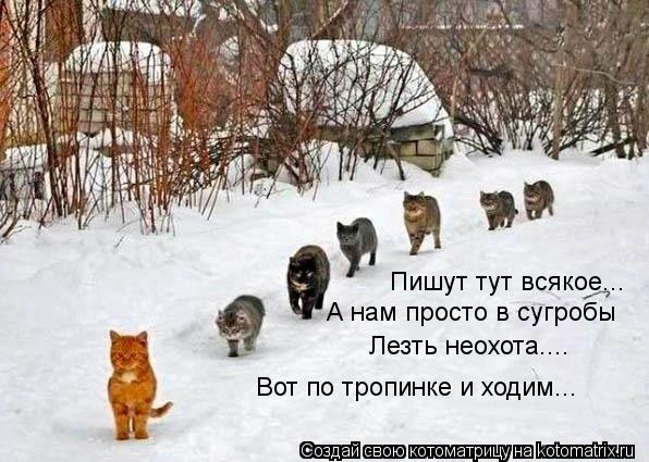 Котоматрица: Пишут тут всякое... А нам просто в сугробы Лезть неохота.... Вот по тропинке и ходим...
