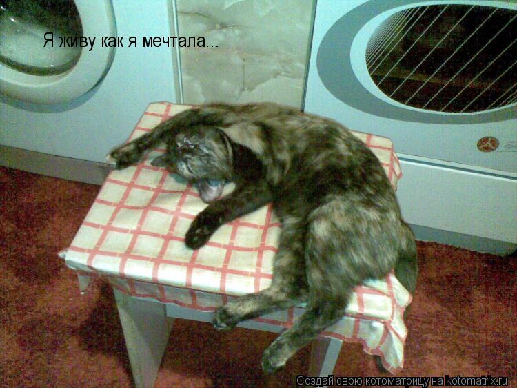 Котоматрица: Я живу как я мечтала...