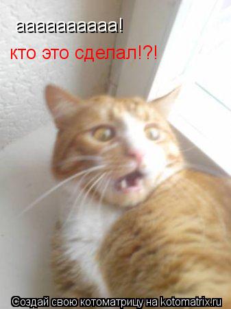 аааааааааа! кто это сделал!?!... Котоматрица: аааааааааа! кто это сделал!?!