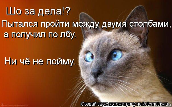 Шо за дела!? Пытался пройти между двумя столбами, Ни чё не пойму. а получил по лбу.... Котоматрица: Шо за дела!? Пытался пройти между двумя столбами, Ни чё не пойму. а получил по лбу.