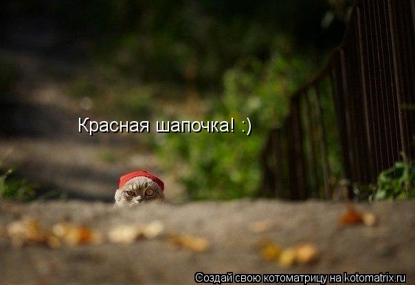 Красная шапочка! :)... Котоматрица: Красная шапочка! :)