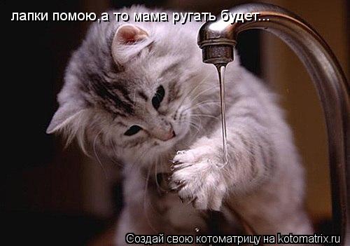лапки помою,а то мама ругать будет...... Котоматрица: лапки помою,а то мама ругать будет...