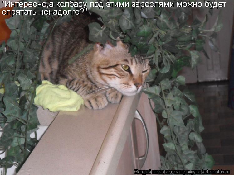"Интересно,а колбасу под этими зарослями можно будет спрятать ненадолго?"... Котоматрица: "Интересно,а колбасу под этими зарослями можно будет спрятать ненадолго?"