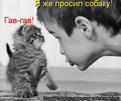 Я же просил собаку! Гав-гав!... Котоматрица: Я же просил собаку! Гав-гав!