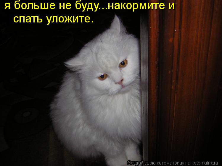 я больше не буду...накормите и спать уложите.... Котоматрица: я больше не буду...накормите и спать уложите.