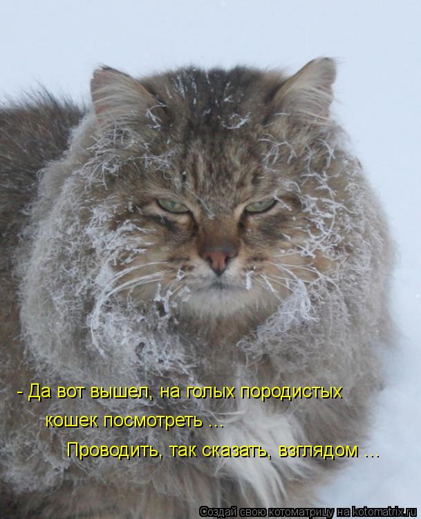 - Да вот вышел, на голых породистых кошек посмотреть ... Проводить, так сказать, взглядом ...... Котоматрица: - Да вот вышел, на голых породистых кошек посмотреть ... Проводить, так сказать, взглядом ...
