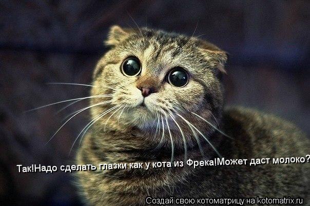 Так!Надо сделать глазки как у кота из Фрека!Может даст молоко?... Котоматрица: Так!Надо сделать глазки как у кота из Фрека!Может даст молоко?