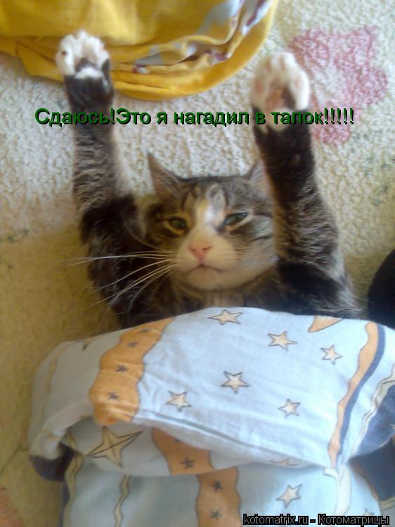 Сдаюсь!Это я нагадил в тапок!!!!!... Котоматрица: Сдаюсь!Это я нагадил в тапок!!!!!