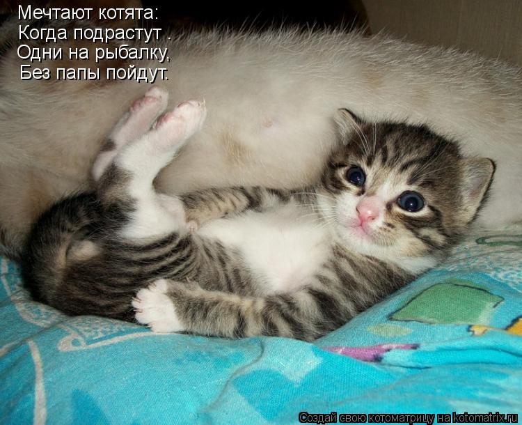 Мечтают котята: Когда подрастут — Одни на рыбалку, Без папы пойдут.... Котоматрица: Мечтают котята: Когда подрастут — Одни на рыбалку, Без папы пойдут.