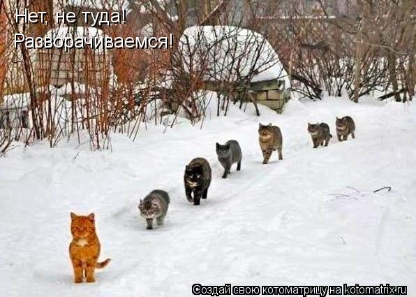 Нет, не туда! Разворачиваемся!... Котоматрица: Нет, не туда! Разворачиваемся!