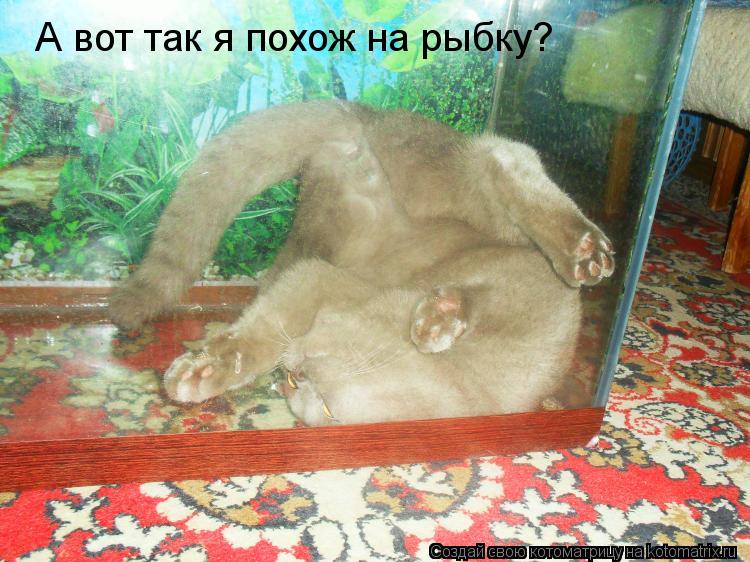 А вот так я похож на рыбку?... Котоматрица: А вот так я похож на рыбку?