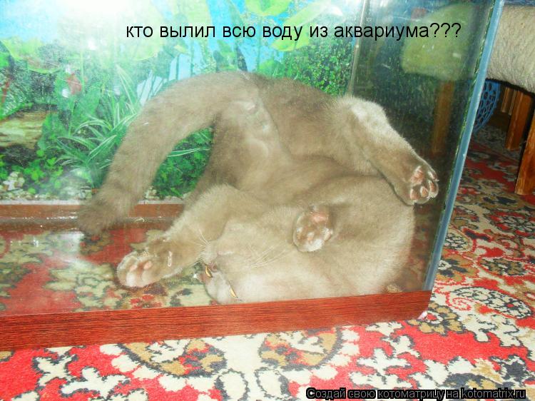 кто вылил всю воду из аквариума???... Котоматрица: кто вылил всю воду из аквариума???