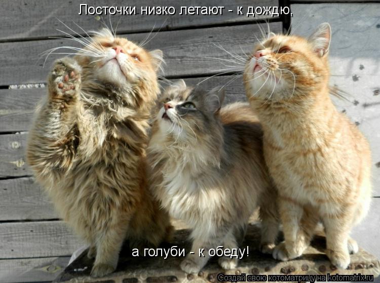 Лосточки низко летают - к дождю, а голуби - к обеду!... Котоматрица: Лосточки низко летают - к дождю, а голуби - к обеду!