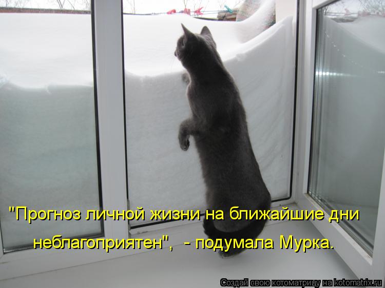"Прогноз личной жизни на ближайшие дни неблагоприятен", - подумала Мурка.... Котоматрица: "Прогноз личной жизни на ближайшие дни неблагоприятен", - подумала Мурка.
