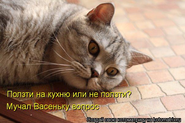 Ползти на кухню или не ползти? Мучал Васеньку вопрос... Котоматрица: Ползти на кухню или не ползти? Мучал Васеньку вопрос
