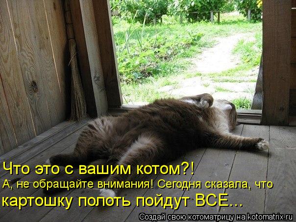 Что это с вашим котом?! А, не обращайте внимания! Сегодня сказала, что картошку полоть пойдут ВСЕ...... Котоматрица: Что это с вашим котом?! А, не обращайте внимания! Сегодня сказала, что картошку полоть пойдут ВСЕ...