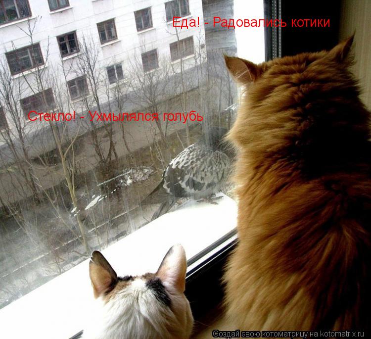 Еда! - Радовались котики Стекло! - Ухмылялся голубь... Котоматрица: Еда! - Радовались котики Стекло! - Ухмылялся голубь
