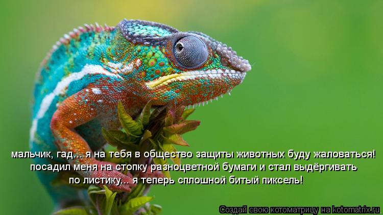 мальчик, гад... я на тебя в общество защиты животных буду жаловаться! посадил меня на стопку разноцве... Котоматрица: мальчик, гад... я на тебя в общество защиты животных буду жаловаться! посадил меня на стопку разноцветной бумаги и стал выдёргивать по листи