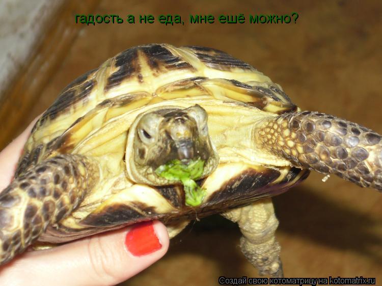гадость а не еда, мне ешё можно?... Котоматрица: гадость а не еда, мне ешё можно?