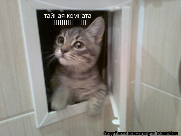 тайная комната !!!!!!!!!!!!!!!!!!!!!!... Котоматрица: тайная комната !!!!!!!!!!!!!!!!!!!!!!