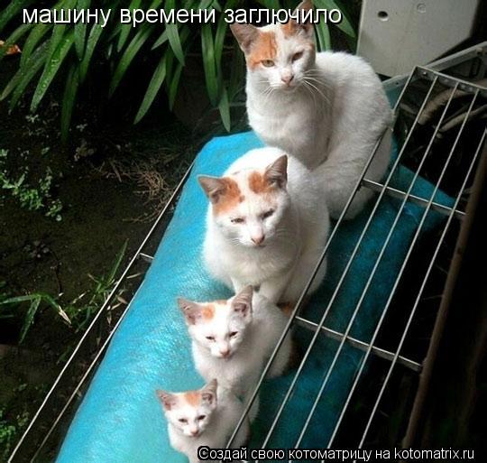 машину времени заглючило... Котоматрица: машину времени заглючило