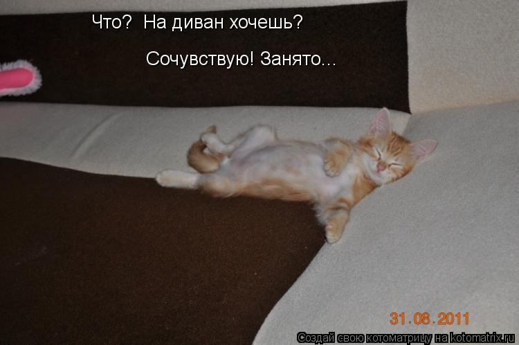 Сочувствую! Занято... Что? На диван хочешь?... Котоматрица: Сочувствую! Занято... Что? На диван хочешь?