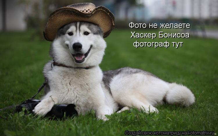 Фото не желаете Хаскер Бонисоа фотограф тут... Котоматрица: Фото не желаете Хаскер Бонисоа фотограф тут