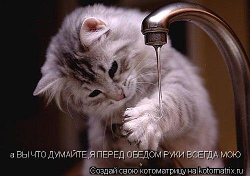 а ВЫ ЧТО ДУМАЙТЕ,Я ПЕРЕД ОБЕДОМ РУКИ ВСЕГДА МОЮ... Котоматрица: а ВЫ ЧТО ДУМАЙТЕ,Я ПЕРЕД ОБЕДОМ РУКИ ВСЕГДА МОЮ