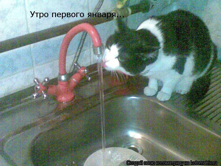 Утро первого января...... Котоматрица: Утро первого января...