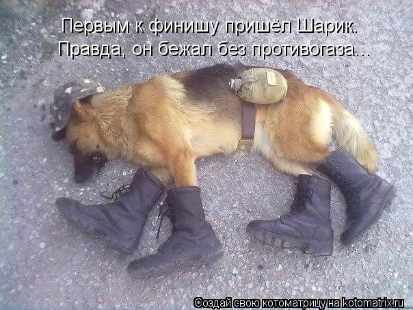 Первым к финишу пришёл Шарик. Правда, он бежал без противогаза...... Котоматрица: Первым к финишу пришёл Шарик. Правда, он бежал без противогаза...